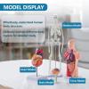 4-Piece Human Body Model Kit: Includes Heart, Brain, Torso, and Skeleton with Removable Parts & 3D Guide Booklet for Kids' Anatomy & Physiology Education view 2