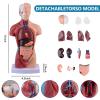 4-Piece Human Body Model Kit: Includes Heart, Brain, Torso, and Skeleton with Removable Parts & 3D Guide Booklet for Kids' Anatomy & Physiology Education view 3