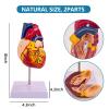 4-Piece Human Body Model Kit: Includes Heart, Brain, Torso, and Skeleton with Removable Parts & 3D Guide Booklet for Kids' Anatomy & Physiology Education view 4