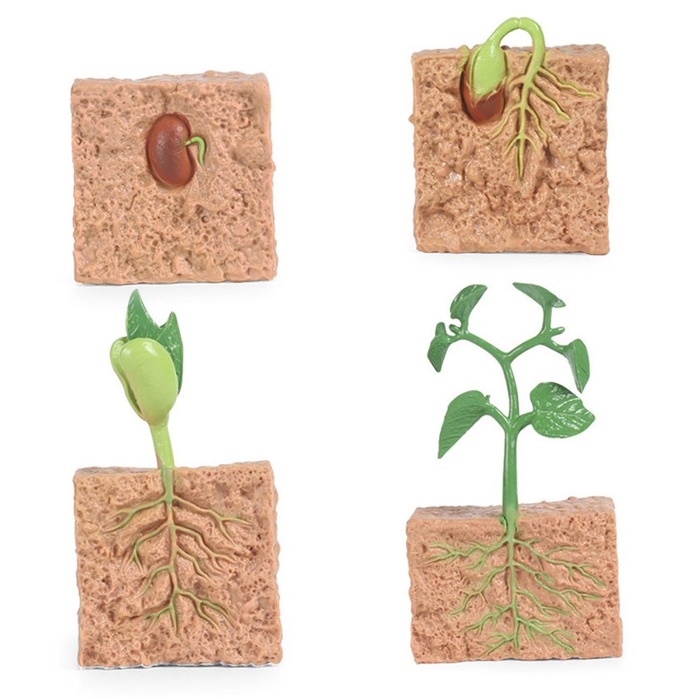 4Pcs Life Cycle Toys for Kids Simulated Plant Growth Process Model Seed Plant Growing Kit Educational Toy for Kids Teaching