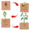 4Pcs Life Cycle Toys for Kids Simulated Plant Growth Process Model Seed Plant Growing Kit Educational Toy for Kids Teaching view 3