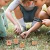 4Pcs Life Cycle Toys for Kids Simulated Plant Growth Process Model Seed Plant Growing Kit Educational Toy for Kids Teaching view 4