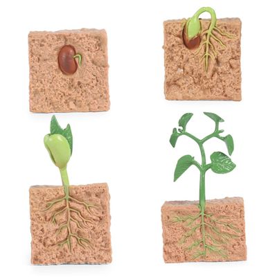 4Pcs Life Cycle Toys for Kids, Simulated Plant Growth Process Model Seed Plant Growing Kit Educational Toy for Kids Teaching Tool