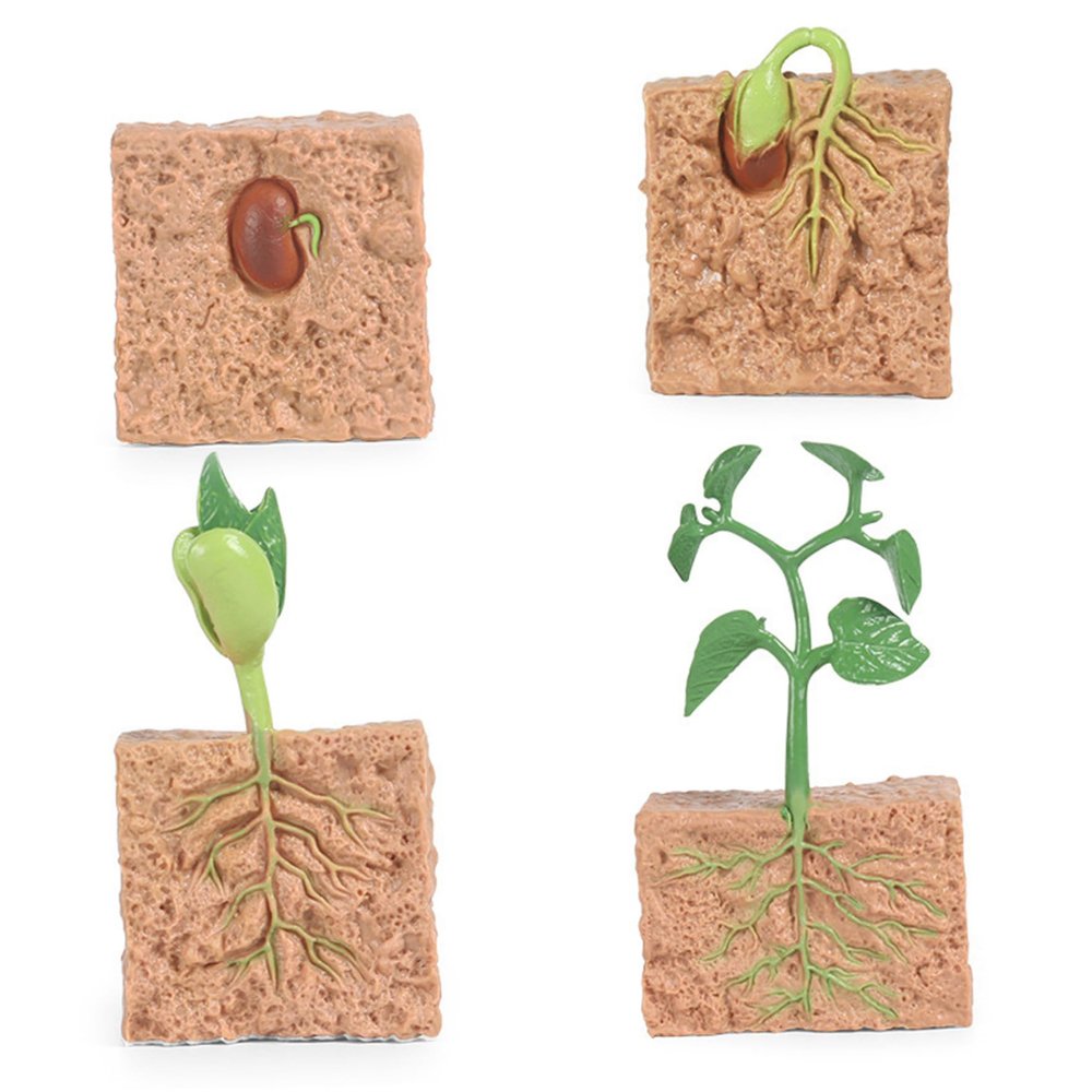 4Pcs Life Cycle Toys for Kids, Simulated Plant Growth Process Model Seed Plant Growing Kit Educational Toy for Kids Teaching Tool