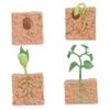 4Pcs Life Cycle Toys for Kids, Simulated Plant Growth Process Model Seed Plant Growing Kit Educational Toy for Kids Teaching Tool view 1