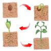 4Pcs Life Cycle Toys for Kids, Simulated Plant Growth Process Model Seed Plant Growing Kit Educational Toy for Kids Teaching Tool view 2