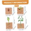 4Pcs Life Cycle Toys for Kids, Simulated Plant Growth Process Model Seed Plant Growing Kit Educational Toy for Kids Teaching Tool view 4