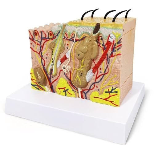35X Magnification Human Skin Layer Anatomy Model with Hair, Medical Grade PVC Skin Structure Model for Science Classroom Teaching Display Medical Education 35X Magnification