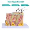 35X Magnification Human Skin Layer Anatomy Model with Hair, Medical Grade PVC Skin Structure Model for Science Classroom Teaching Display Medical Education 35X Magnification view 2