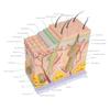 35X Magnification Human Skin Layer Anatomy Model with Hair, Medical Grade PVC Skin Structure Model for Science Classroom Teaching Display Medical Education 35X Magnification view 3