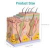 35X Magnification Human Skin Layer Anatomy Model with Hair, Medical Grade PVC Skin Structure Model for Science Classroom Teaching Display Medical Education 35X Magnification view 4