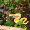 1PCS Fake Snake, Rubber Snake for Fool Day Pranks Halloween, Snakes Toy to Keep Birds Away view 2
