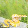 1PCS Fake Snake, Rubber Snake for Fool Day Pranks Halloween, Snakes Toy to Keep Birds Away view 3