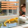 Climbing Reptile - RC Controlled Activity Device, Infant Secure Figure | Rechargeable Ceiling Runner Amusement Model, Smooth Build for Playtime Home Entertainment Fun Curiosity Indoo view 2