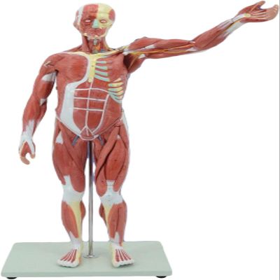 78CM Human Muscle Anatomy Model with Visceral Structures 10+ Detachable Parts 100+ Numbered Indicators PVC Teaching Aid for Orthopedics & Sports Medicine