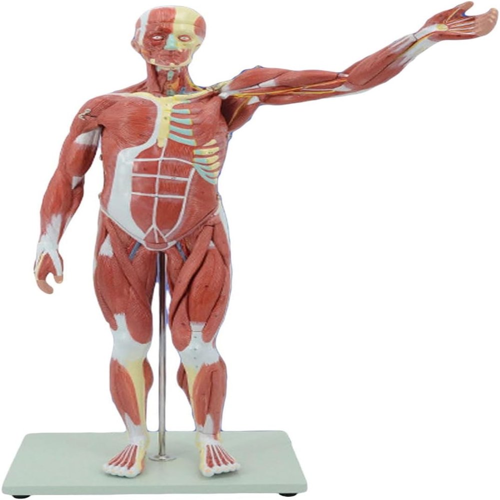 78CM Human Muscle Anatomy Model with Visceral Structures 10+ Detachable Parts 100+ Numbered Indicators PVC Teaching Aid for Orthopedics & Sports Medicine
