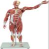78CM Human Muscle Anatomy Model with Visceral Structures 10+ Detachable Parts 100+ Numbered Indicators PVC Teaching Aid for Orthopedics & Sports Medicine view 1