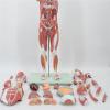 78CM Human Muscle Anatomy Model with Visceral Structures 10+ Detachable Parts 100+ Numbered Indicators PVC Teaching Aid for Orthopedics & Sports Medicine view 2