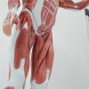 78CM Human Muscle Anatomy Model with Visceral Structures 10+ Detachable Parts 100+ Numbered Indicators PVC Teaching Aid for Orthopedics & Sports Medicine view 3