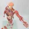 78CM Human Muscle Anatomy Model with Visceral Structures 10+ Detachable Parts 100+ Numbered Indicators PVC Teaching Aid for Orthopedics & Sports Medicine view 4