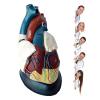 5X Magnified Human Heart Anatomical Model,Human Organs Study Display Educational Model,28.5X22X23.5Cm view 1