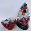 5X Magnified Human Heart Anatomical Model,Human Organs Study Display Educational Model,28.5X22X23.5Cm view 2