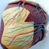 5X Magnified Human Heart Anatomical Model,Human Organs Study Display Educational Model,28.5X22X23.5Cm view 3