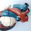 5X Magnified Human Heart Anatomical Model,Human Organs Study Display Educational Model,28.5X22X23.5Cm view 4