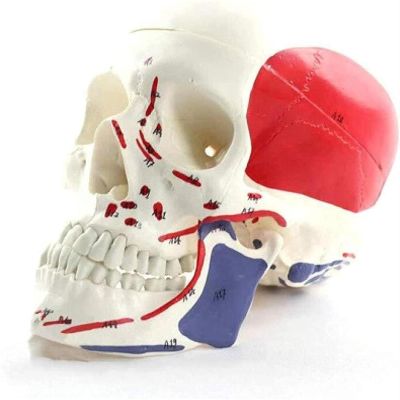 1:1 Life Size Human Skull Anatomy Model, Removable Skull Lid & Jaw with Colored Muscles & Numbered Markings, Medical Teaching Aid for School Lab & Party Decoration