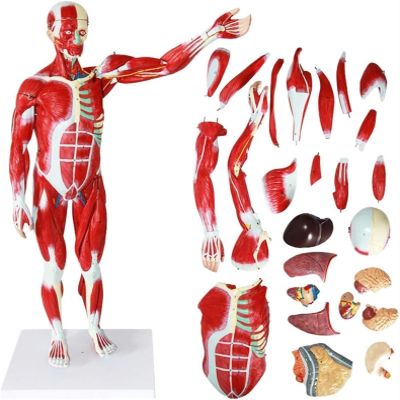 78cm Human Muscle & Organ Anatomy Model, 200+ Numbered Indicators, Detachable PVC Anatomical Model with Muscles Tendons Ligaments for Medical Teaching & Study