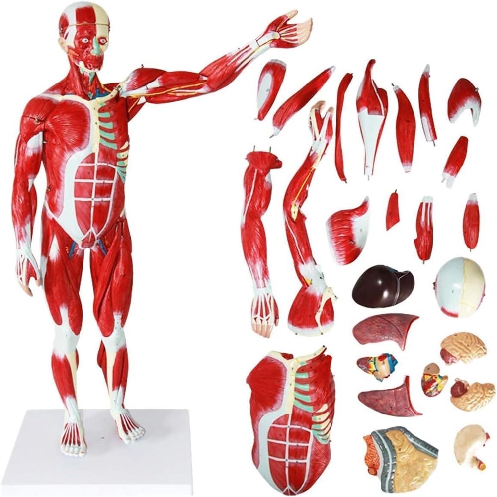 78cm Human Muscle & Organ Anatomy Model, 200+ Numbered Indicators, Detachable PVC Anatomical Model with Muscles Tendons Ligaments for Medical Teaching & Study