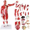 78cm Human Muscle & Organ Anatomy Model, 200+ Numbered Indicators, Detachable PVC Anatomical Model with Muscles Tendons Ligaments for Medical Teaching & Study view 1