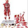 78cm Human Muscle & Organ Anatomy Model, 200+ Numbered Indicators, Detachable PVC Anatomical Model with Muscles Tendons Ligaments for Medical Teaching & Study view 2