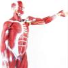 78cm Human Muscle & Organ Anatomy Model, 200+ Numbered Indicators, Detachable PVC Anatomical Model with Muscles Tendons Ligaments for Medical Teaching & Study view 3