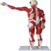 78cm Human Muscle & Organ Anatomy Model, 200+ Numbered Indicators, Detachable PVC Anatomical Model with Muscles Tendons Ligaments for Medical Teaching & Study view 4