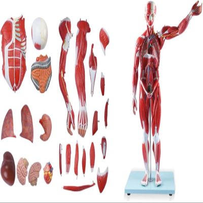 80cm Half Life-Size Human Muscle & Organ Anatomy Model, 27 Removable Parts with 200+ Numbered Indicators, PVC Educational Training Aid for Medical Study
