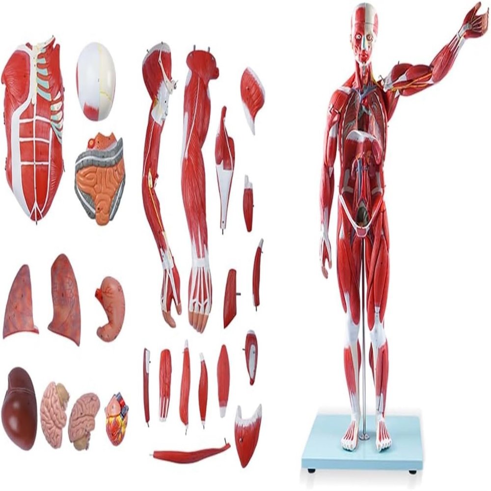 80cm Half Life-Size Human Muscle & Organ Anatomy Model, 27 Removable Parts with 200+ Numbered Indicators, PVC Educational Training Aid for Medical Study