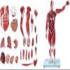 80cm Half Life-Size Human Muscle & Organ Anatomy Model, 27 Removable Parts with 200+ Numbered Indicators, PVC Educational Training Aid for Medical Study view 1