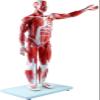 80cm Half Life-Size Human Muscle & Organ Anatomy Model, 27 Removable Parts with 200+ Numbered Indicators, PVC Educational Training Aid for Medical Study view 2