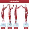 80cm Half Life-Size Human Muscle & Organ Anatomy Model, 27 Removable Parts with 200+ Numbered Indicators, PVC Educational Training Aid for Medical Study view 3
