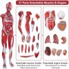 80cm Half Life-Size Human Muscle & Organ Anatomy Model, 27 Removable Parts with 200+ Numbered Indicators, PVC Educational Training Aid for Medical Study view 4
