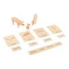 ancona Pig Famliy, English/Simplified Chinese with Pinyin Bilingual, Montessori Preschool Memory Matching Game Box Set with Animal Figurines & Matching Puzzle Cards, Early Education Toy view 4