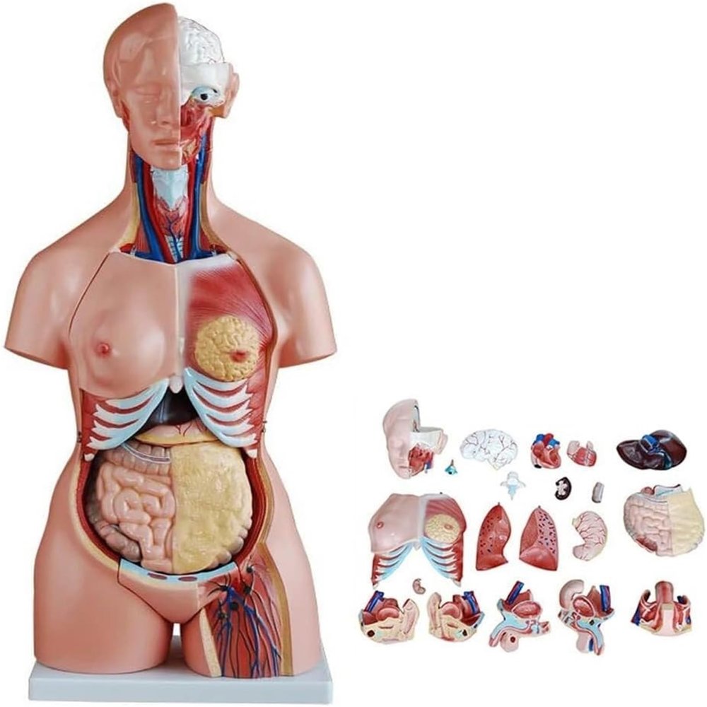 85cm Dual-Sex Human Torso Anatomy Model - 23 Detachable Parts with Open Back Muscular Layers & Fetal Organs, Professional PVC Teaching Aid for Medical Classroom & Doctors Office