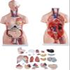 85cm Dual-Sex Human Torso Anatomy Model - 23 Detachable Parts with Open Back Muscular Layers & Fetal Organs, Professional PVC Teaching Aid for Medical Classroom & Doctors Office view 2