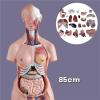85cm Dual-Sex Human Torso Anatomy Model - 23 Detachable Parts with Open Back Muscular Layers & Fetal Organs, Professional PVC Teaching Aid for Medical Classroom & Doctors Office view 3