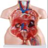 85cm Dual-Sex Human Torso Anatomy Model - 23 Detachable Parts with Open Back Muscular Layers & Fetal Organs, Professional PVC Teaching Aid for Medical Classroom & Doctors Office view 4