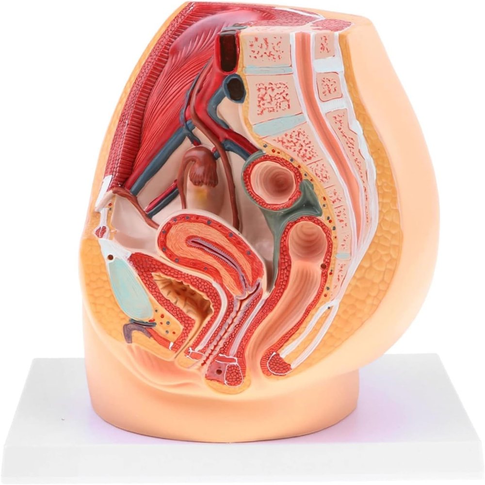 1:1 Life Size Human Female Pelvic Cavity Anatomy Model with Abdominal Organs, Median Sagittal Section Detailed Medical Study Lab Supplies for Teaching & Learning