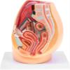 1:1 Life Size Human Female Pelvic Cavity Anatomy Model with Abdominal Organs, Median Sagittal Section Detailed Medical Study Lab Supplies for Teaching & Learning view 1