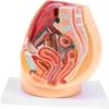 1:1 Life Size Human Female Pelvic Cavity Anatomy Model with Abdominal Organs, Median Sagittal Section Detailed Medical Study Lab Supplies for Teaching & Learning view 2