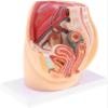 1:1 Life Size Human Female Pelvic Cavity Anatomy Model with Abdominal Organs, Median Sagittal Section Detailed Medical Study Lab Supplies for Teaching & Learning view 3